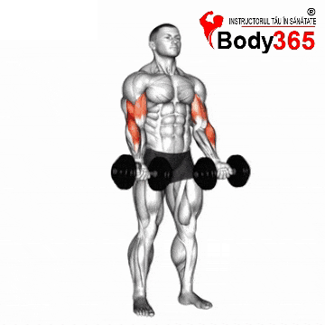 Flexii Zottman cu gantere - crestere masa musculara Bicepsi sau definire  Flexii biceps cu gantere - Flexii Zottman cu gantere, crestere masa musculara sau definire bicepsi