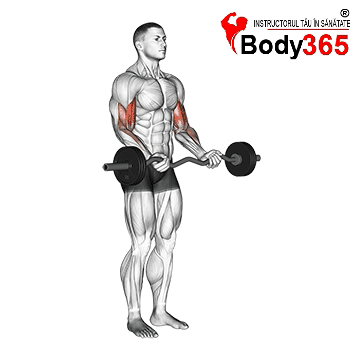 Flexii cu bara Z - crestere masa musculara sau definire bicepsi Flexii cu bara Z - Exercitiu pentru crestere bicepsi