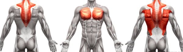 Grupe musculare lucrate cu exercitiul Pullover cu gantera