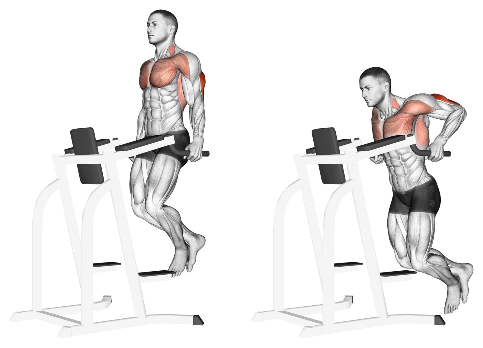 Flot ri La Paralele Corect i Eficient Triceps Piept Si Umeri Flot ri La Paralele Corect i Eficient Triceps Piept Si Umeri